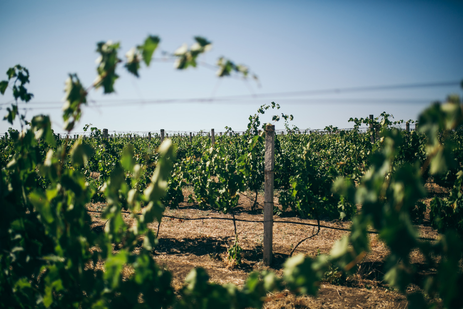 1-Foto-Katia-Akvarelna