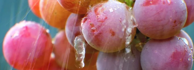 95252133044672d5236_sunnay1