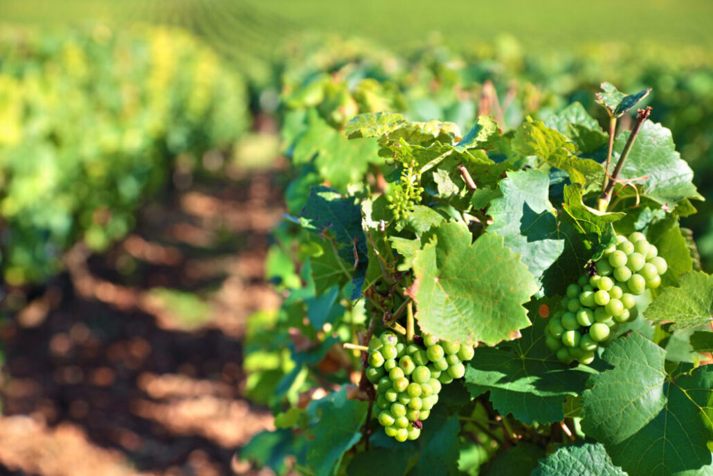 greeb-grapes-vineyard-1030x687