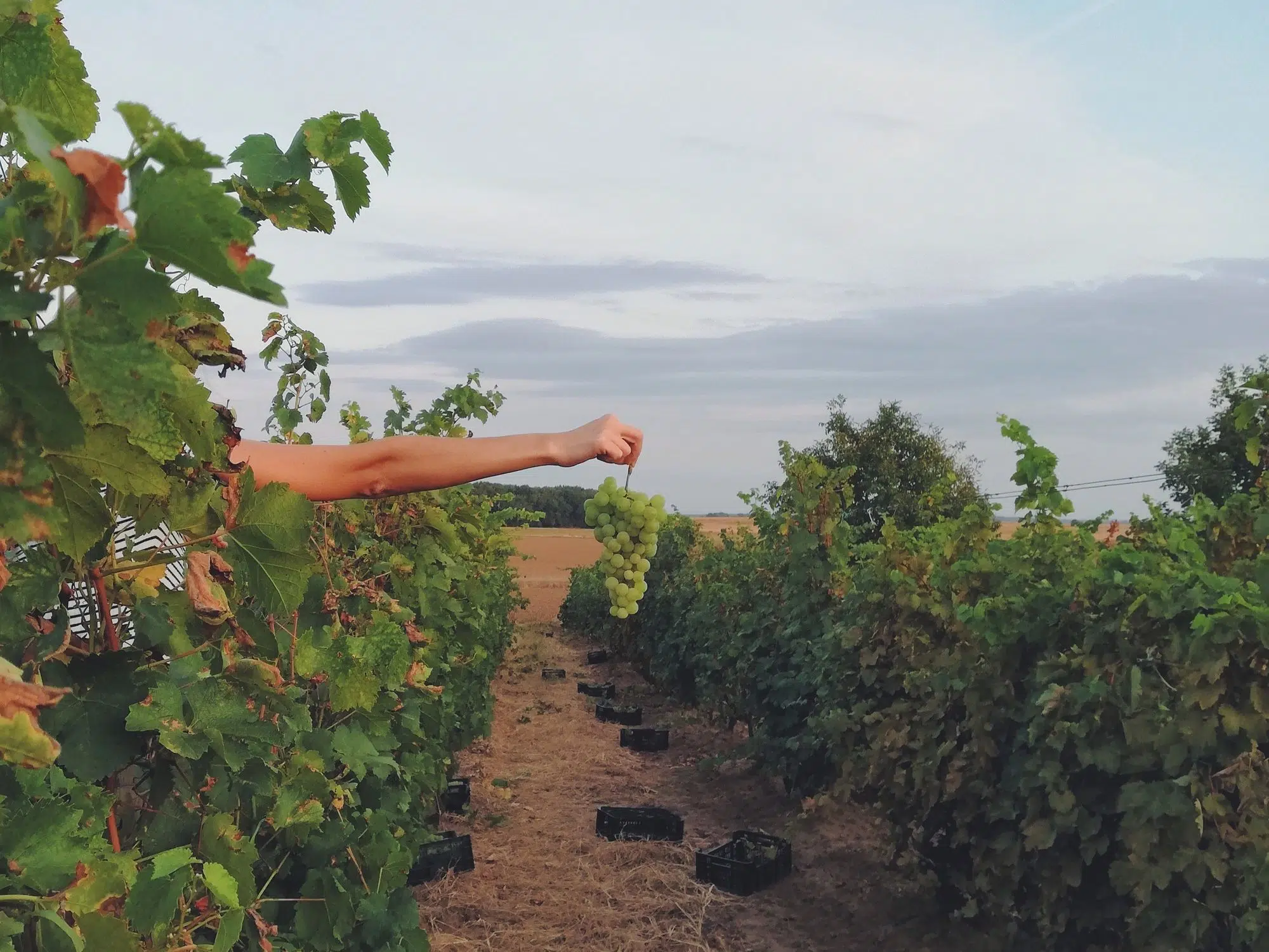 image-of-a-hand-e2808bholding-a-bunch-of-grapes-in-a-vineyard-1.jpg