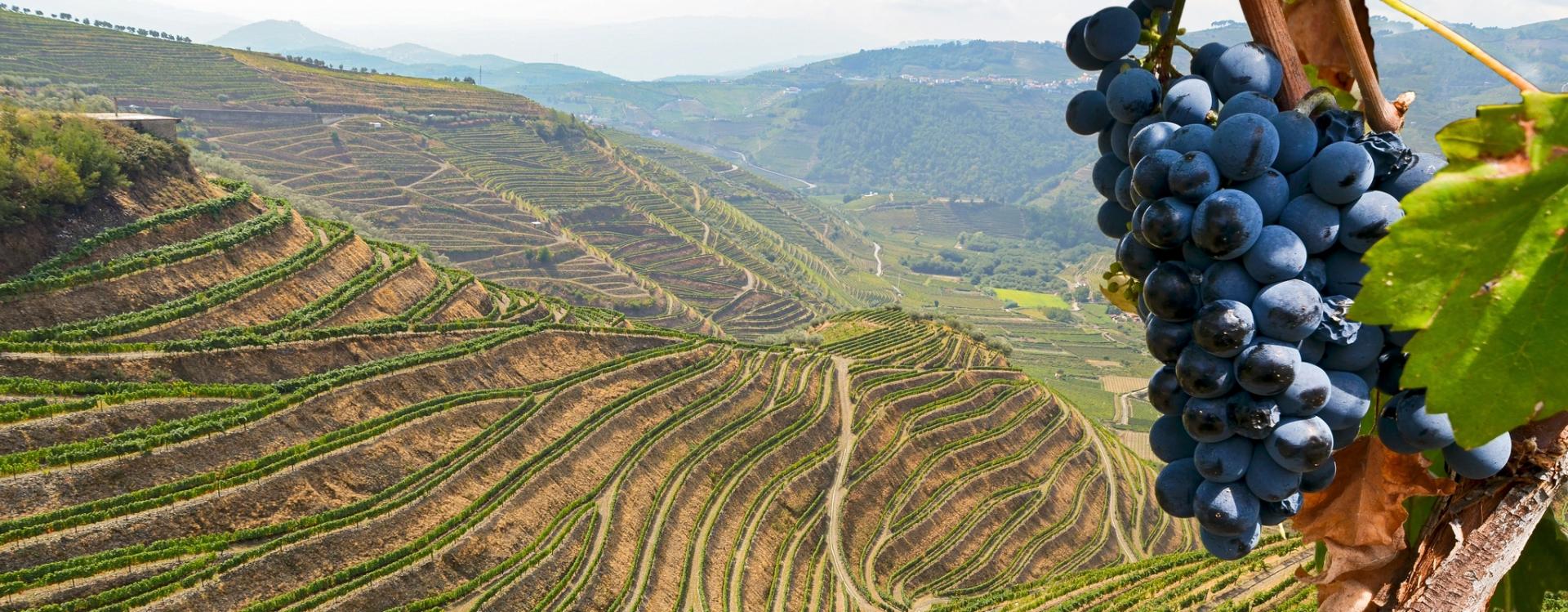 wine taste_shutterstock_2067681284